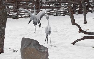 haven_crane_2.12.1