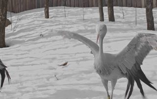 haven_crane_2.13.1