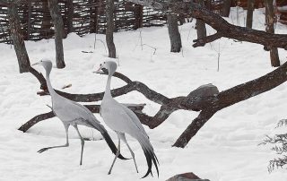 haven_crane_2.3.1
