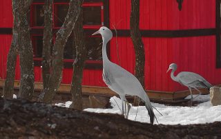 haven_crane_2.4.1